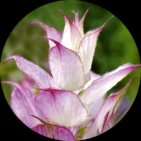 Clary Sage and Mint