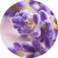 lavender-fragrance.png