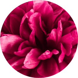 Peony Blossom