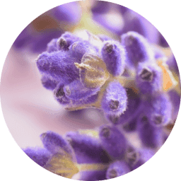 Lavender & Vanilla