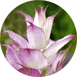 Clary Sage & Mint
