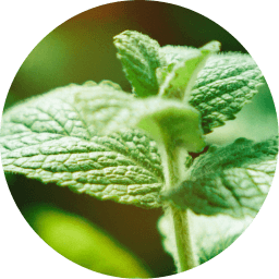 Peppermint & Tea Tree