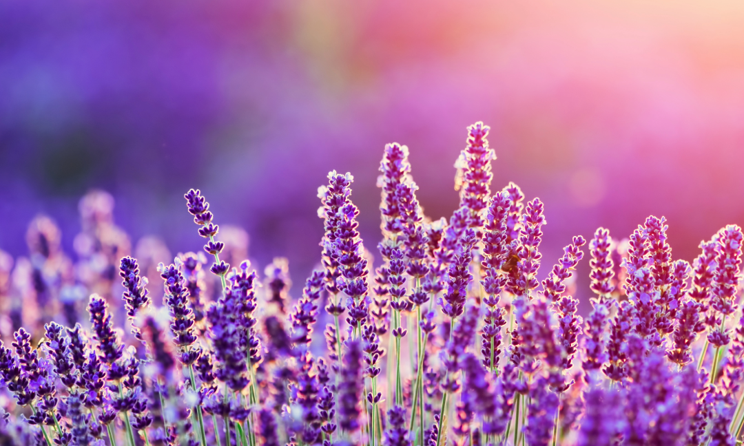 Discover the Soothing Scent of Lavender