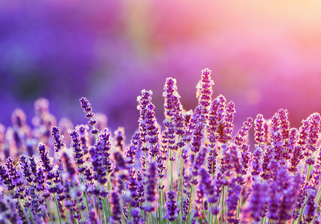 Discover the Soothing Scent of Lavender