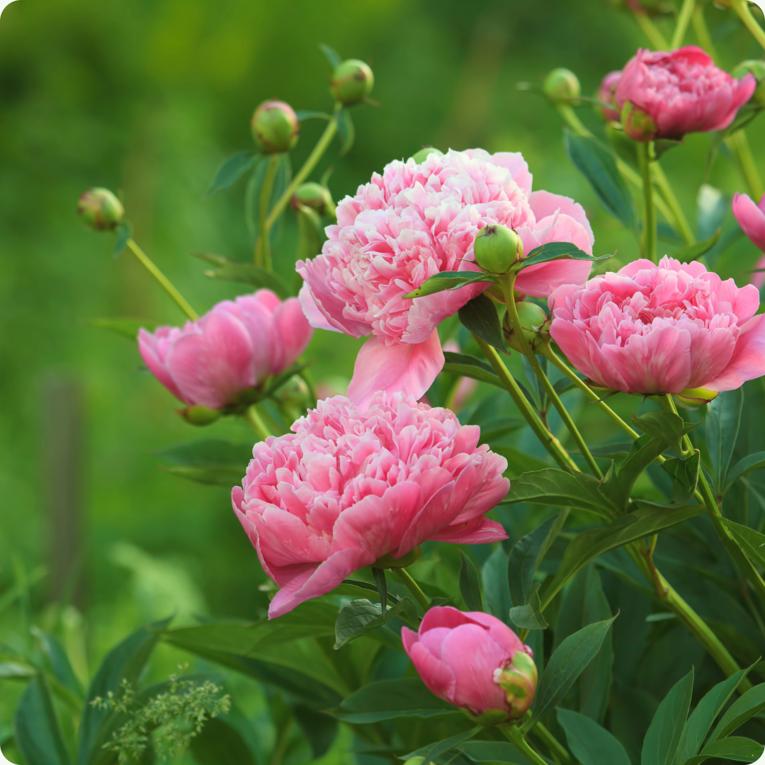 Soft and Romantic: How Peony Blossom Complements Valentine’s Day