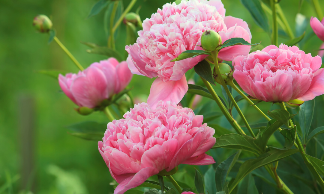 Soft and Romantic: How Peony Blossom Complements Valentine’s Day