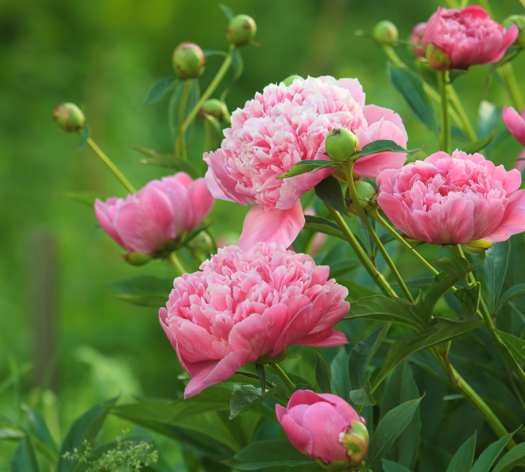 Soft and Romantic: How Peony Blossom Complements Valentine’s Day