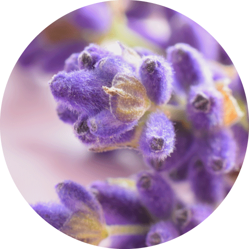 lavender-fragrance.png